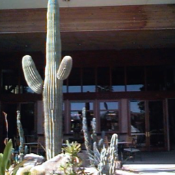photo of  Sunburst Resort saguaro